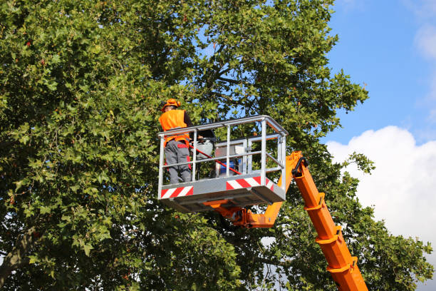 Best Commercial Tree Services  in Auburn Lake Trails, CA